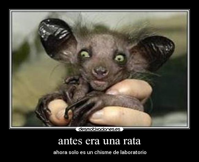 antes era una rata - ahora solo es un chisme de laboratorio