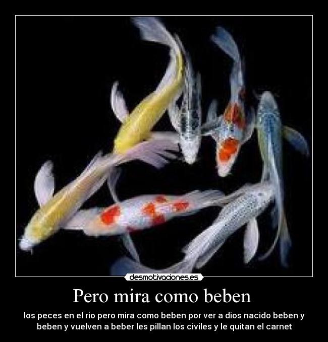 Pero mira como beben  - 