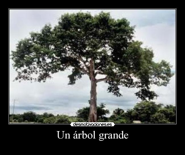 Un árbol grande - 