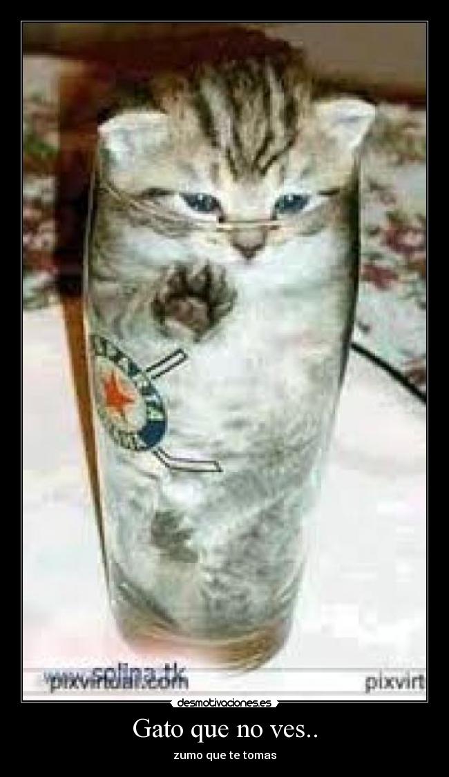 Gato que no ves.. - zumo que te tomas