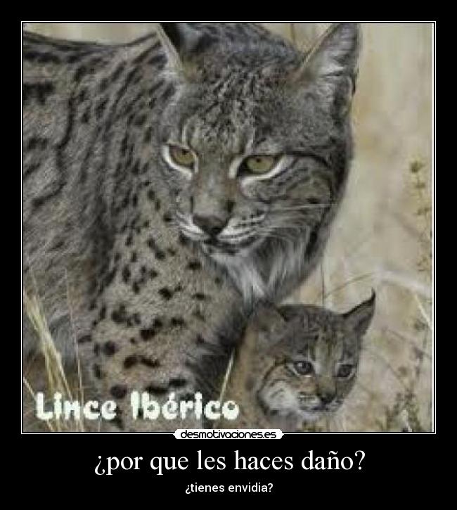 ¿por que les haces daño? - ¿tienes envidia?
