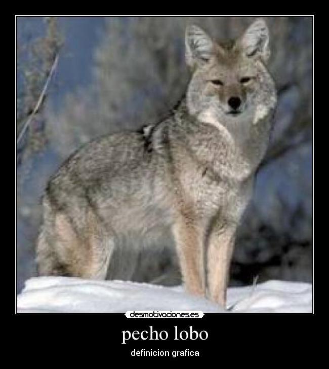 pecho lobo - definicion grafica