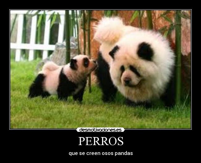 PERROS -