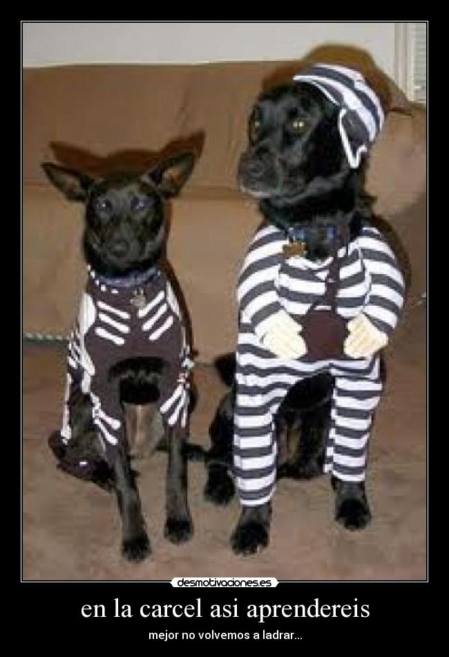 en la carcel asi aprendereis - mejor no volvemos a ladrar...