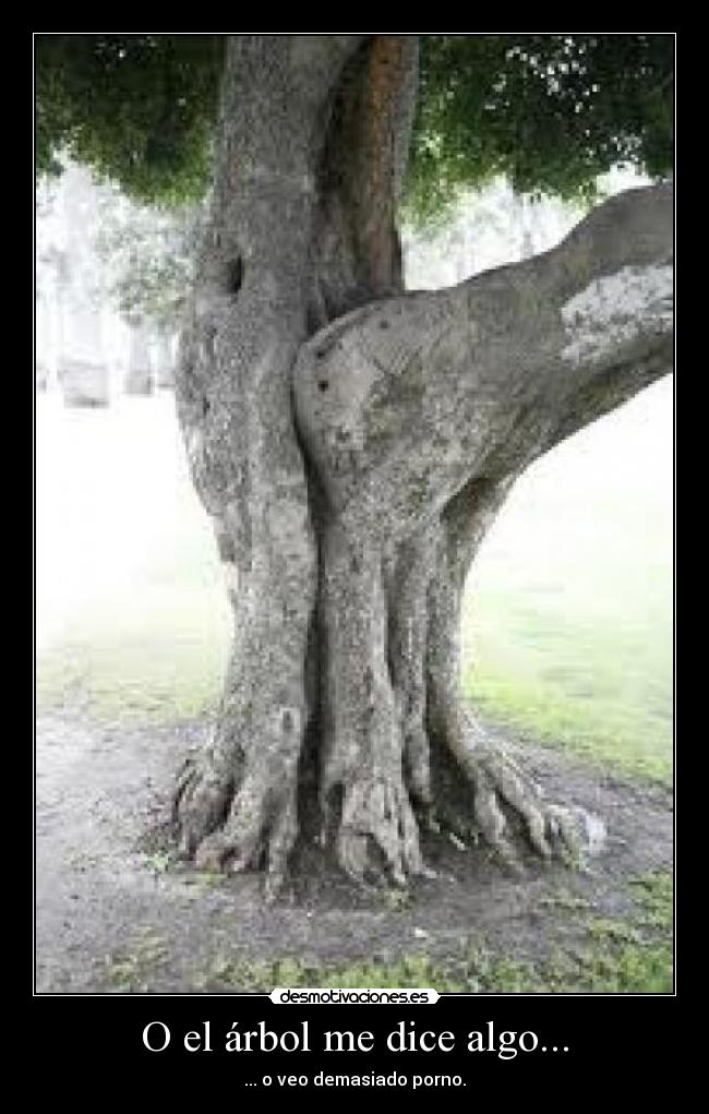 O el árbol me dice algo... -