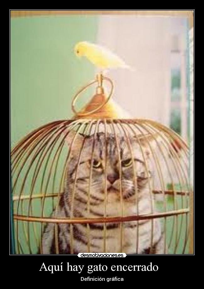 Aquí hay gato encerrado -