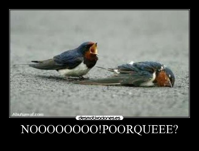 NOOOOOOOO!POORQUEEE? -