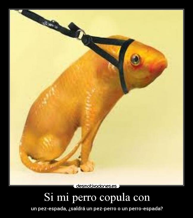 Si mi perro copula con -