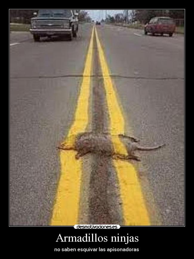 Armadillos ninjas - no saben esquivar las apisonadoras 
