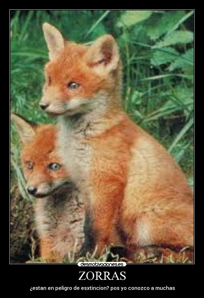ZORRAS - ¿estan en peligro de esxtincion? pos yo conozco a muchas