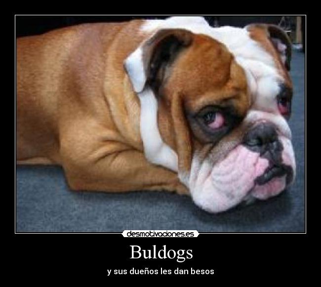 Buldogs - 