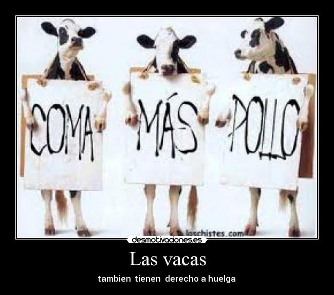 Las vacas - 