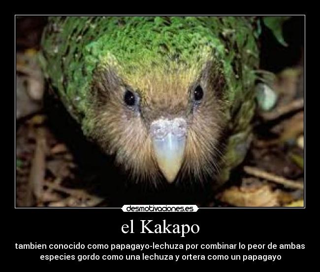 el Kakapo - tambien conocido como papagayo-lechuza por combinar lo peor de ambas
especies gordo como una lechuza y ortera como un papagayo