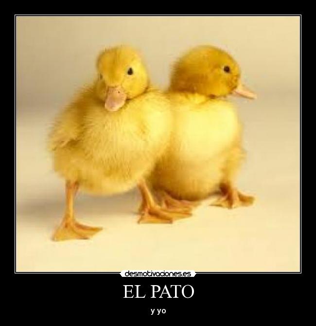 EL PATO -