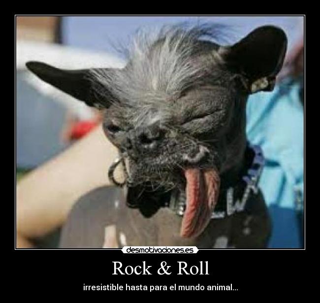 Rock & Roll - irresistible hasta para el mundo animal...