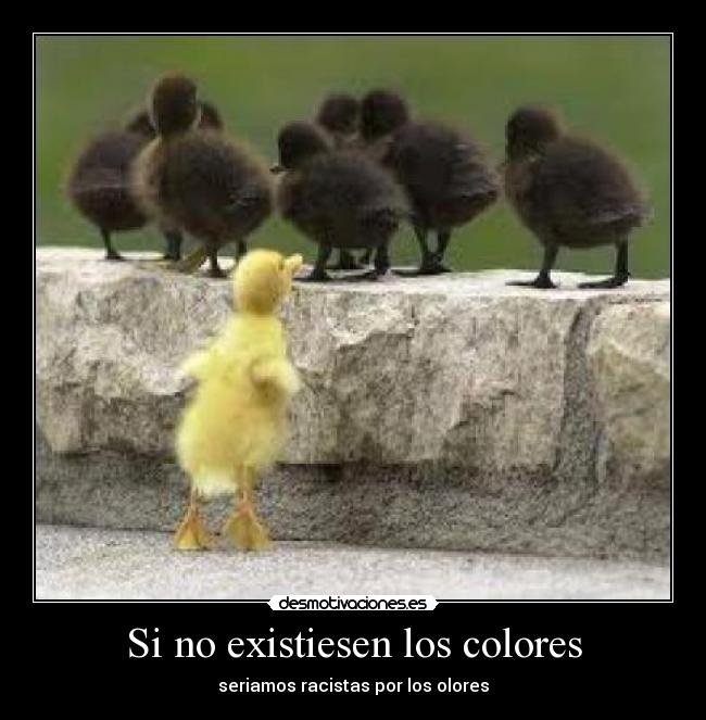 Si no existiesen los colores - seriamos racistas por los olores
