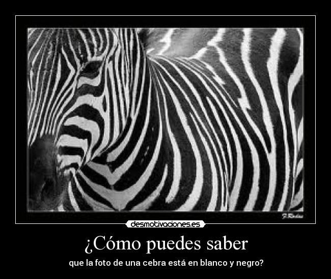 ¿Cómo puedes saber - que la foto de una cebra está en blanco y negro?
