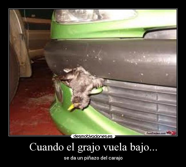 Cuando el grajo vuela bajo... - se da un piñazo del carajo