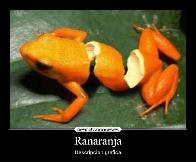 Ranaranja - Descripcion grafica