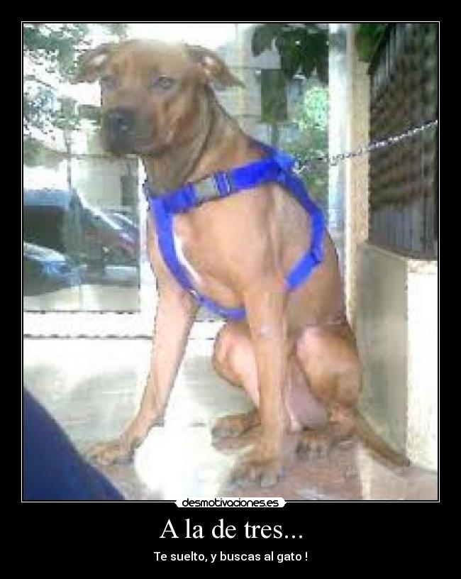 A la de tres... - Te suelto, y buscas al gato !