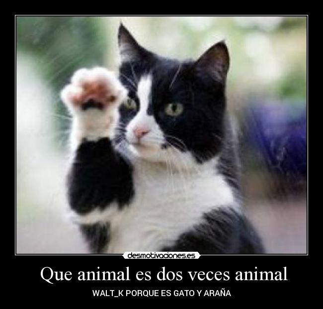  Que animal es dos veces animal - 