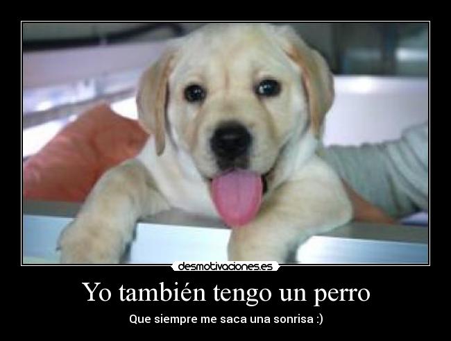 Yo también tengo un perro -