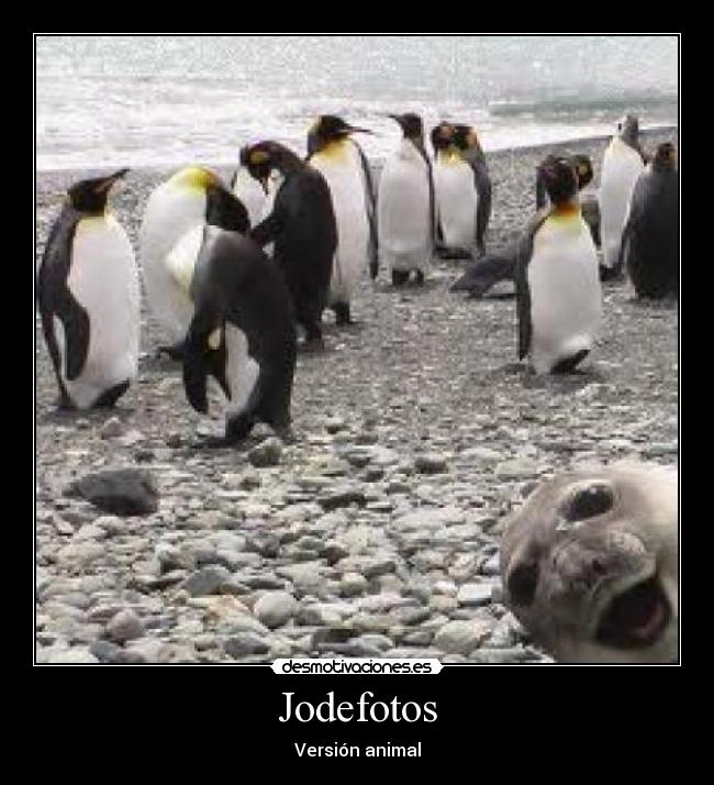 carteles jodefotos jode fotos version animal foca pinguino desmotivaciones