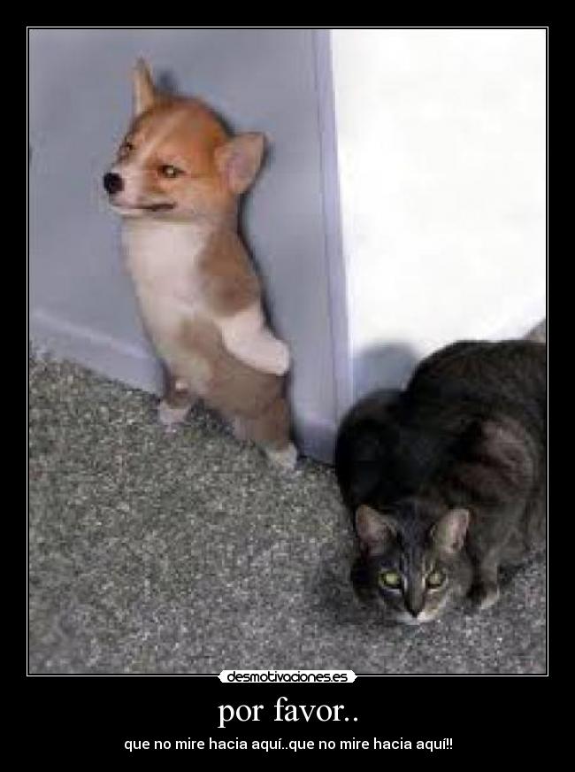 carteles gatosperro desmotivaciones