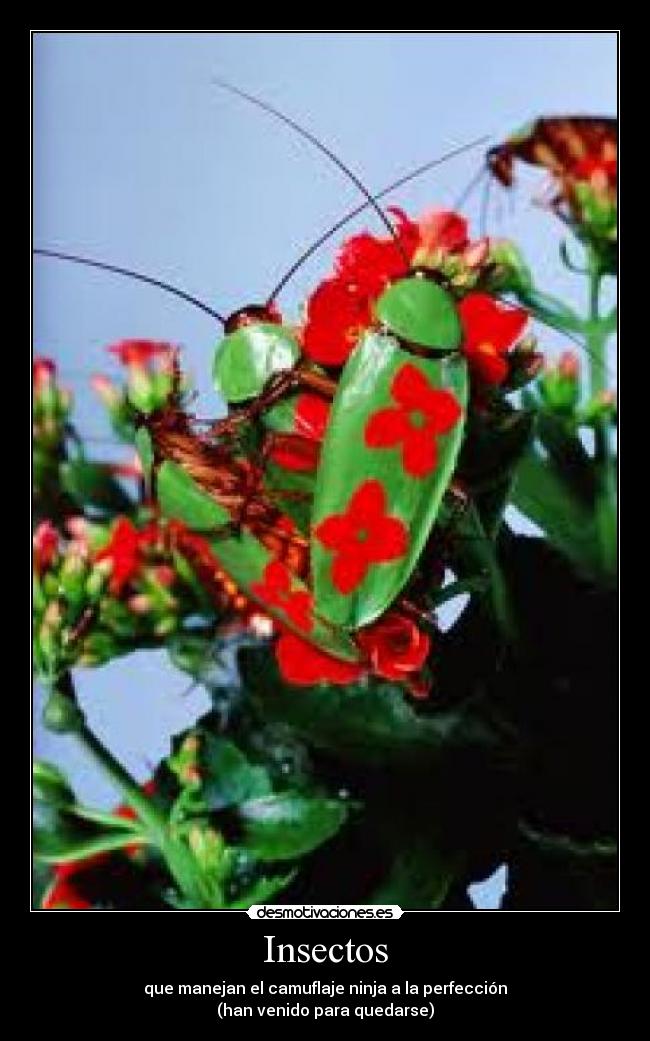 Insectos - 