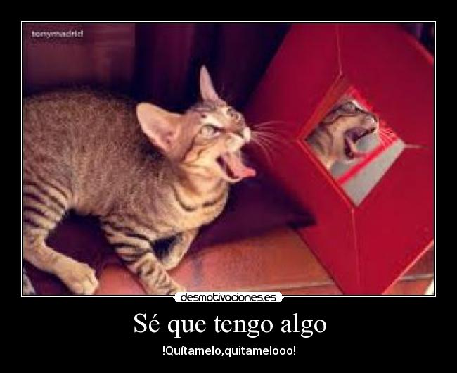 carteles gatos desmotivaciones