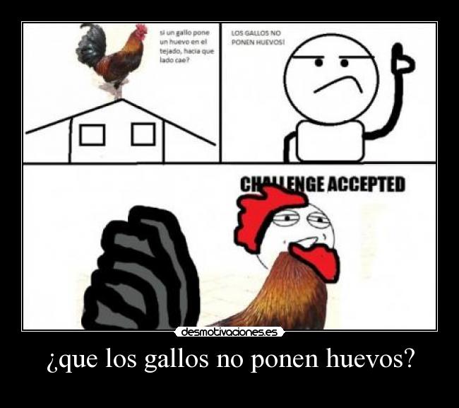 ¿que los gallos no ponen huevos? - 