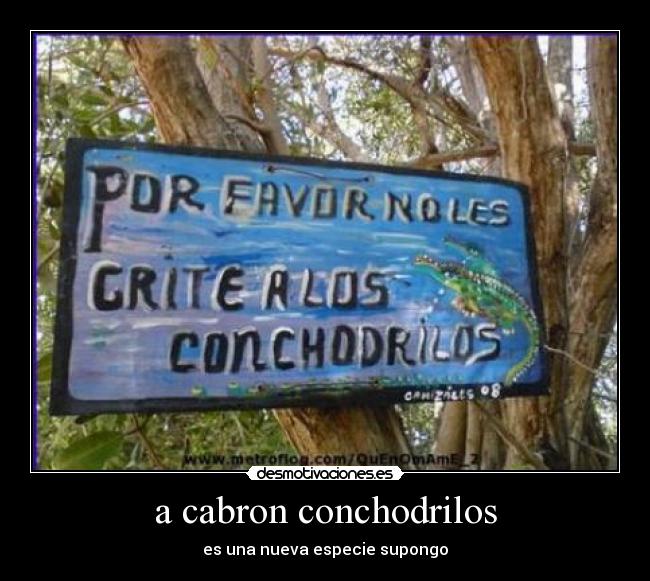 a cabron conchodrilos -