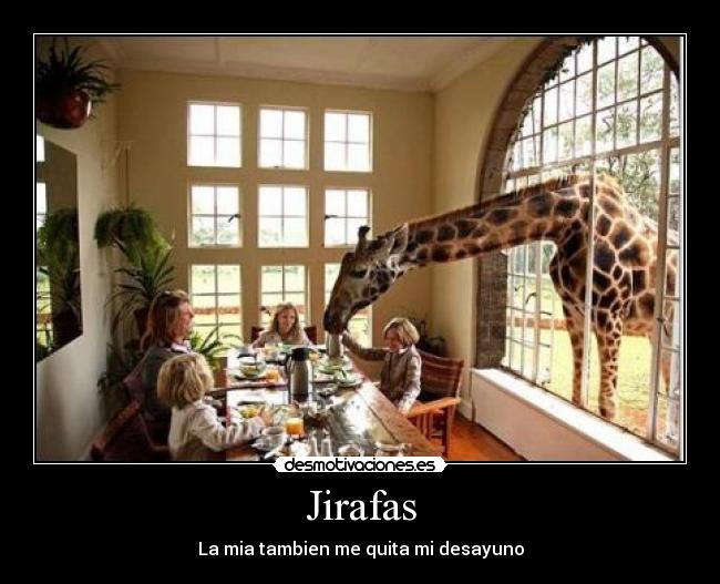 Jirafas - La mia tambien me quita mi desayuno