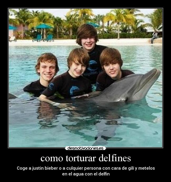 como torturar delfines -