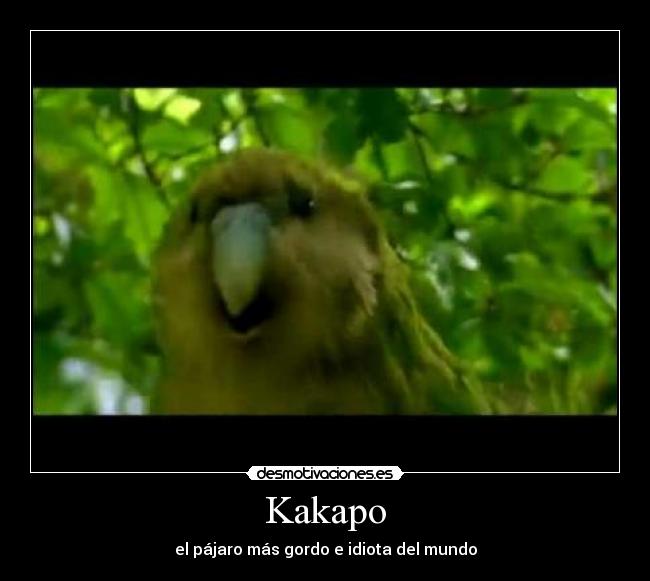 Kakapo -