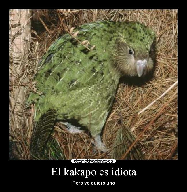 El kakapo es idiota - Pero yo quiero uno