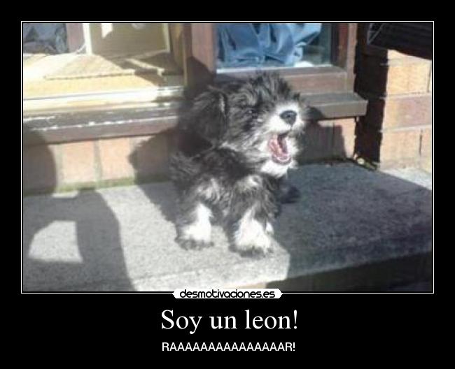 Soy un leon! - 