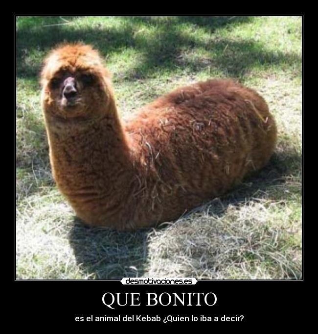 QUE BONITO - 