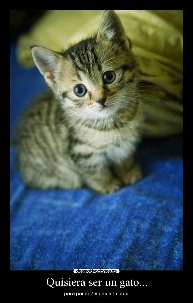 Quisiera ser un gato... - para pasar 7 vidas a tu lado.