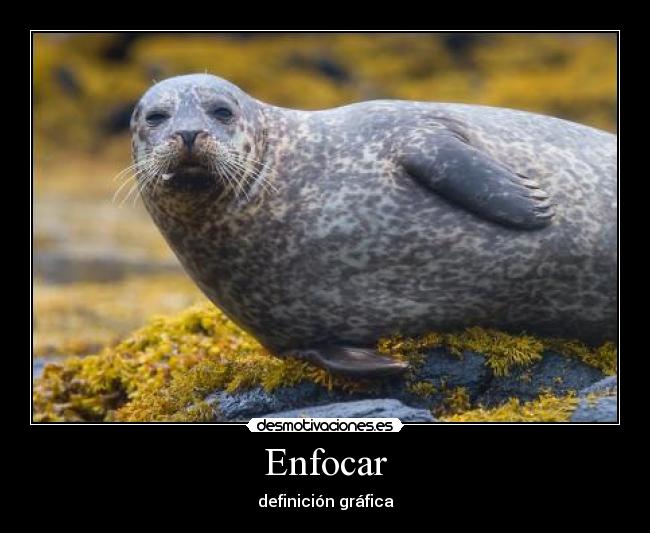 Enfocar - 