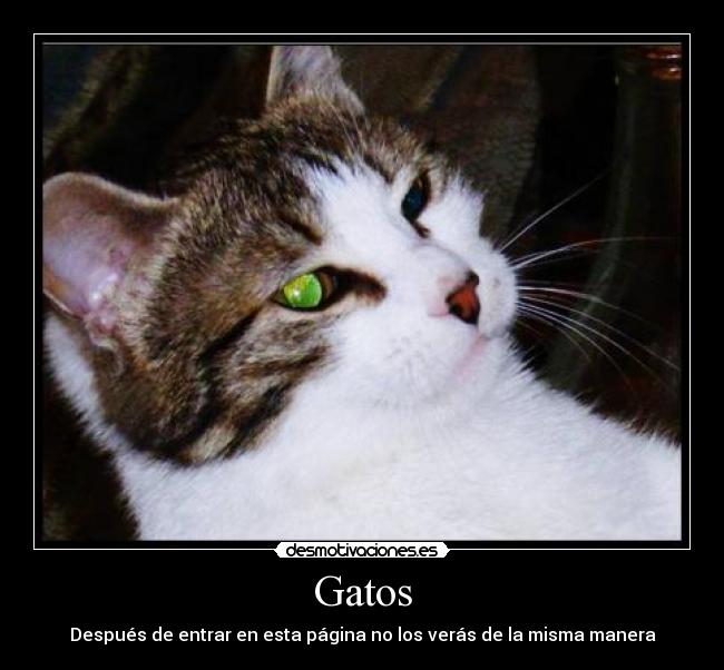 Gatos - 