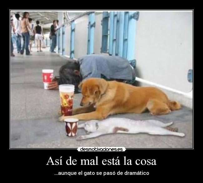 Así de mal está la cosa -