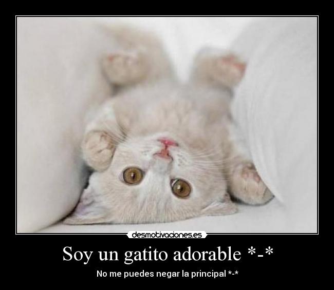 Soy un gatito adorable *-* -