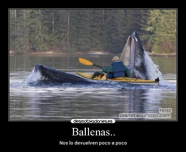 Ballenas.. - 