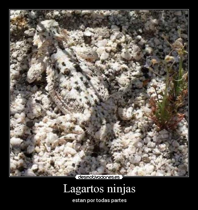 Lagartos ninjas -