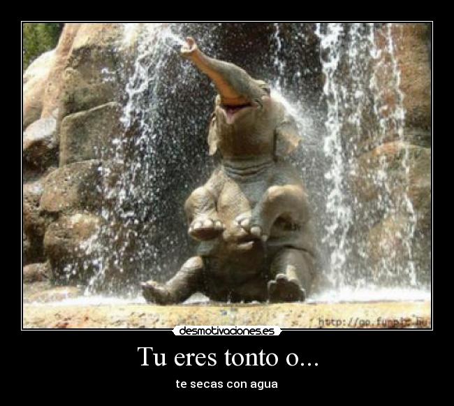 Tu eres tonto o... - 