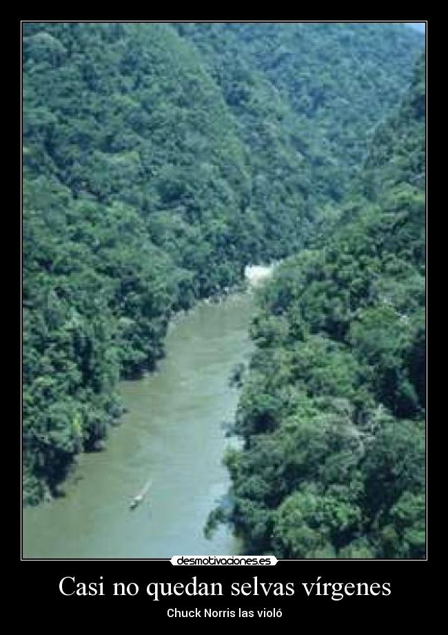 Casi no quedan selvas vírgenes - Chuck Norris las violó