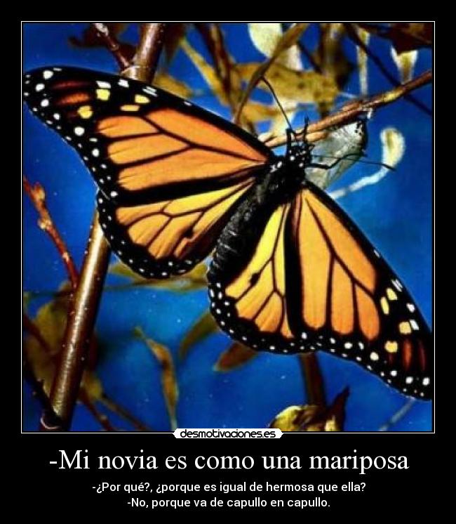 -Mi novia es como una mariposa - -¿Por qué?, ¿porque es igual de hermosa que ella?
-No, porque va de capullo en capullo.
