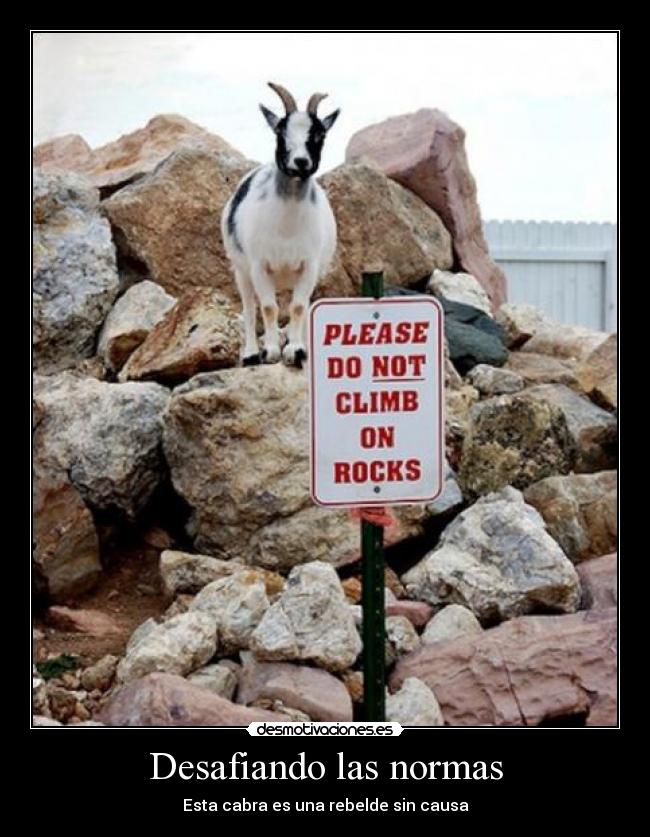 Desafiando las normas - Esta cabra es una rebelde sin causa