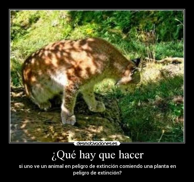 ¿Qué hay que hacer - 